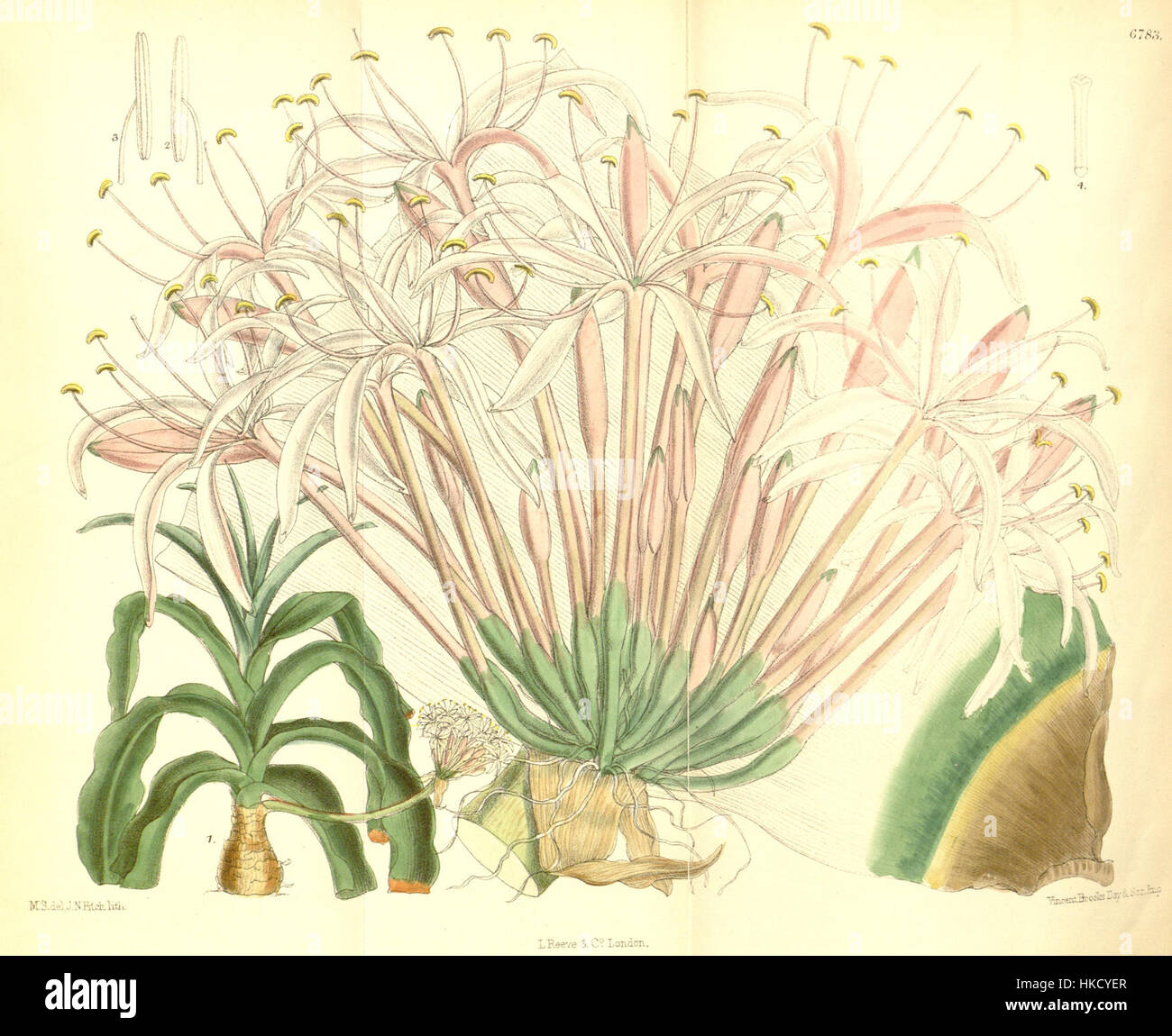Cette illustration botanique de 1884 montre le Crinum buphanoides (anciennement Crinum leucophyllum), mettant en évidence les caractéristiques uniques de la plante et sa classification botanique. Il sert de référence détaillée pour les études botaniques. Banque D'Images