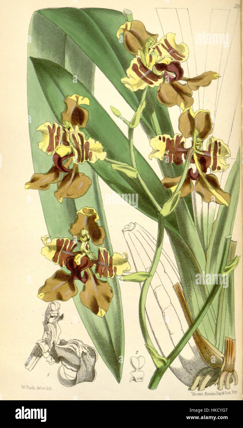L'illustration 'Cyrtochilum halteratum (as Oncidium superbiens)', publiée en 1872 dans Curtis's Botanical Magazine, représente cette espèce d'orchidée, capturant ses fleurs délicates et ses caractéristiques distinctes. Banque D'Images
