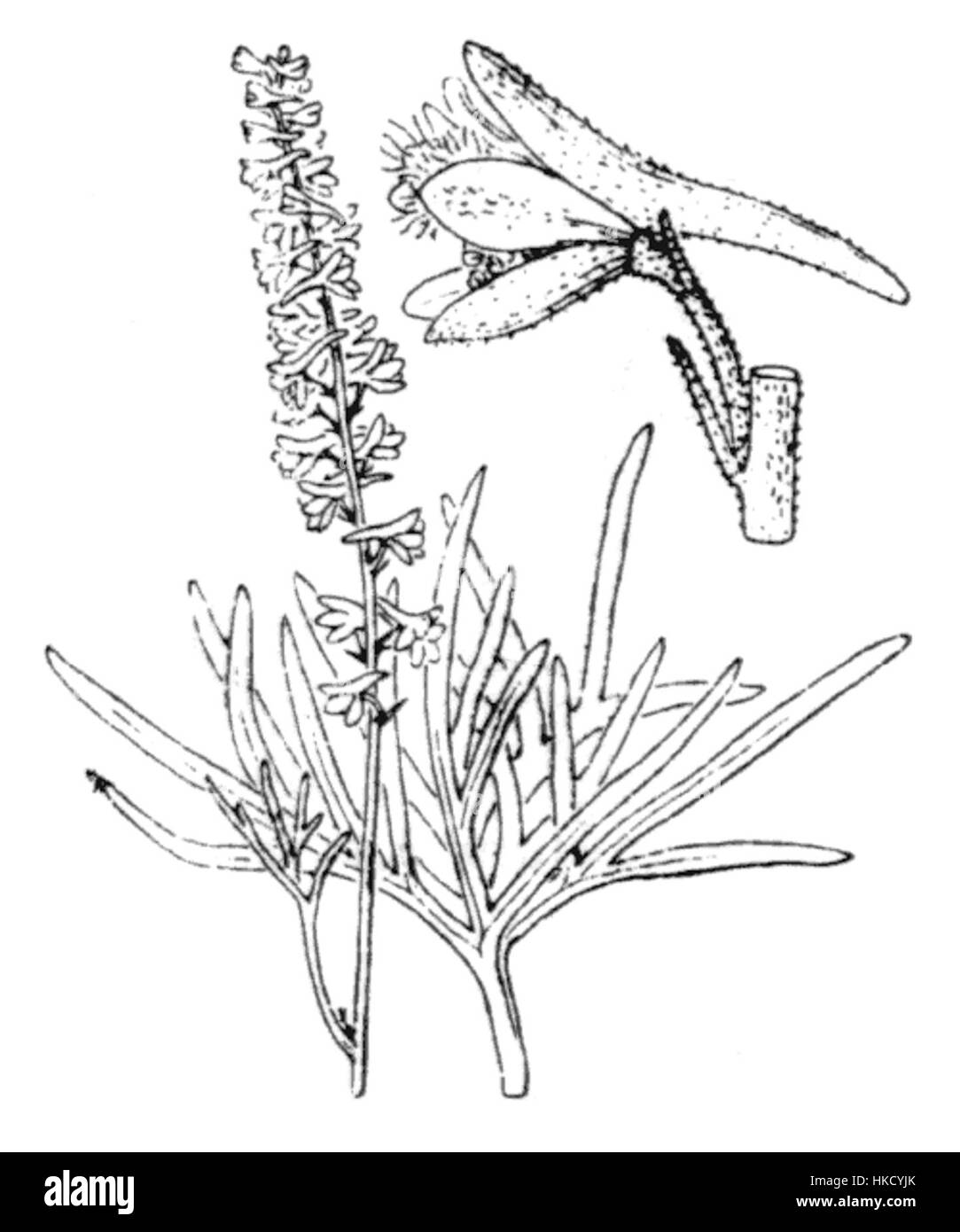 Cette illustration botanique présente *Delphinium fissum*, une espèce de plante à fleurs, rendue avec des détails complexes par Coste. L’œuvre met en valeur les traits distinctifs de la fleur, contribuant ainsi à la connaissance botanique et à l’identification des plantes. Banque D'Images