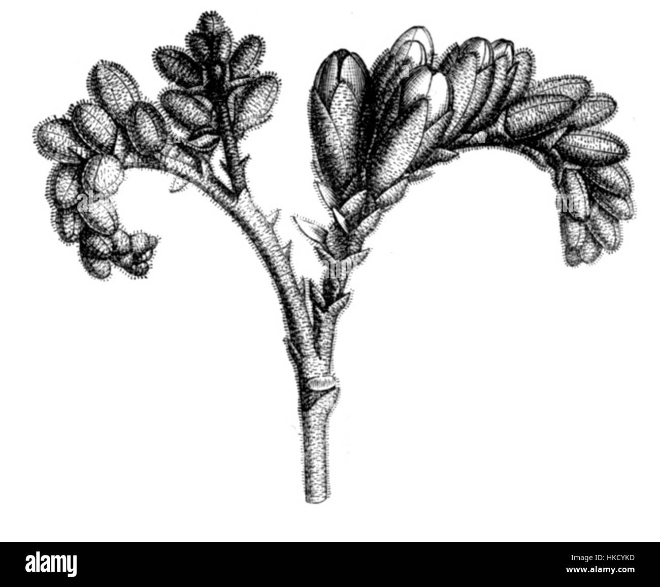 Cette œuvre d'art représente une représentation détaillée de Dalbergia brasiliensis (bois de rose brésilien) en fleurs, mettant en valeur la beauté botanique de l'espèce dans un cadre naturel délicat. Banque D'Images