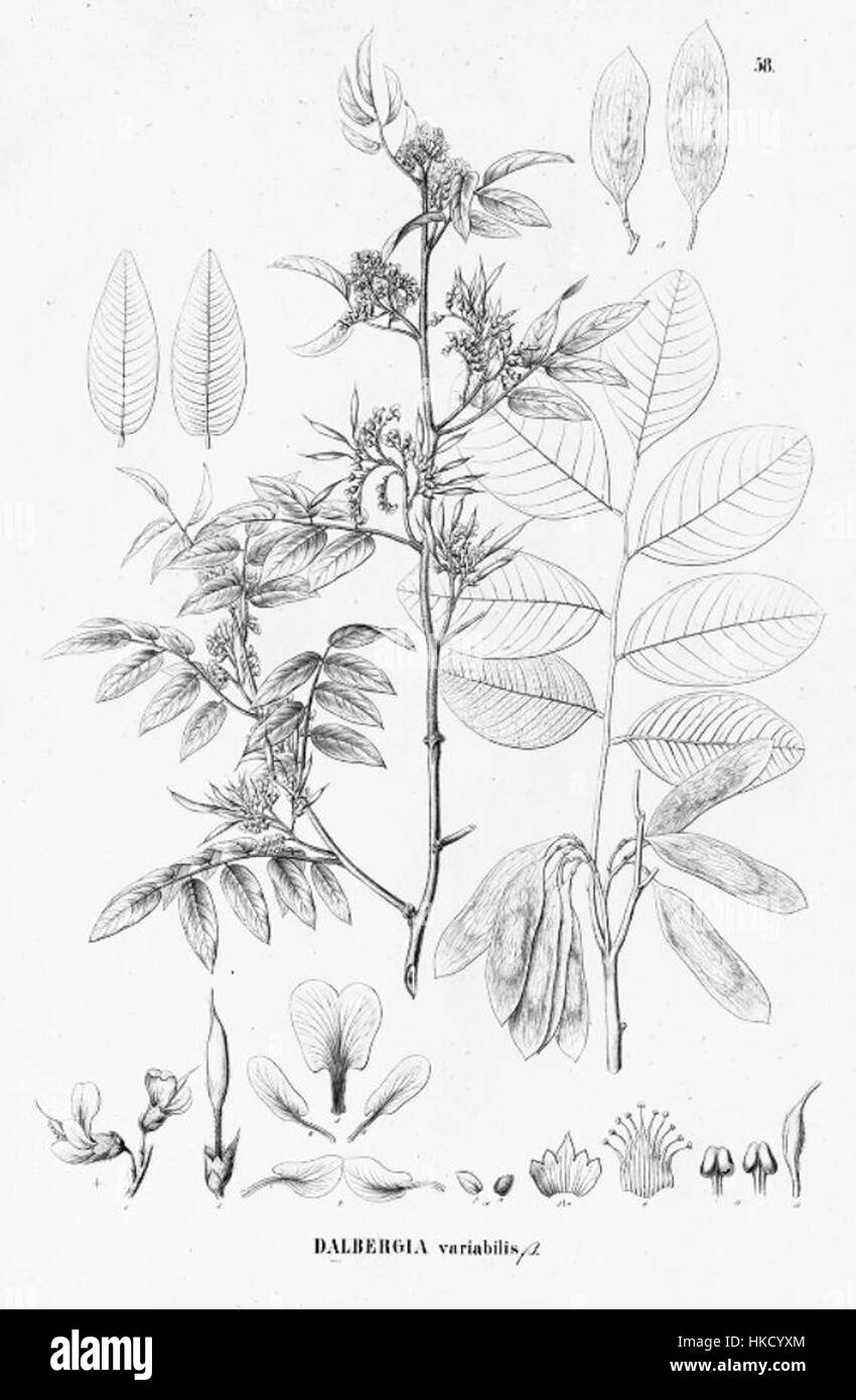 Illustration botanique de Dalbergia frutescens var. tomentosa, une espèce de plante de la famille des légumineuses. Le dessin met en évidence les caractéristiques distinctives de la plante, telles que ses feuilles et ses fleurs. Banque D'Images