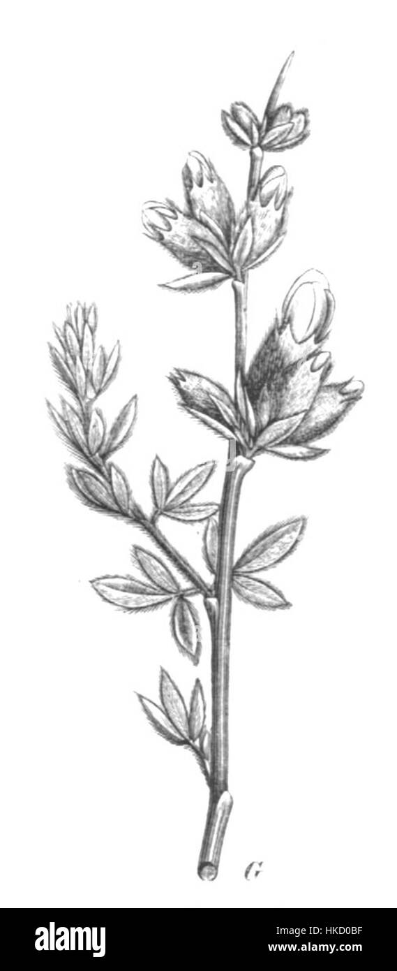 'Erinacea anthyllis Taub110d' est une illustration botanique représentant une espèce de plante, mettant en valeur ses détails complexes et sa précision scientifique. Le travail met en évidence la beauté et la complexité de la structure de cette plante. Banque D'Images