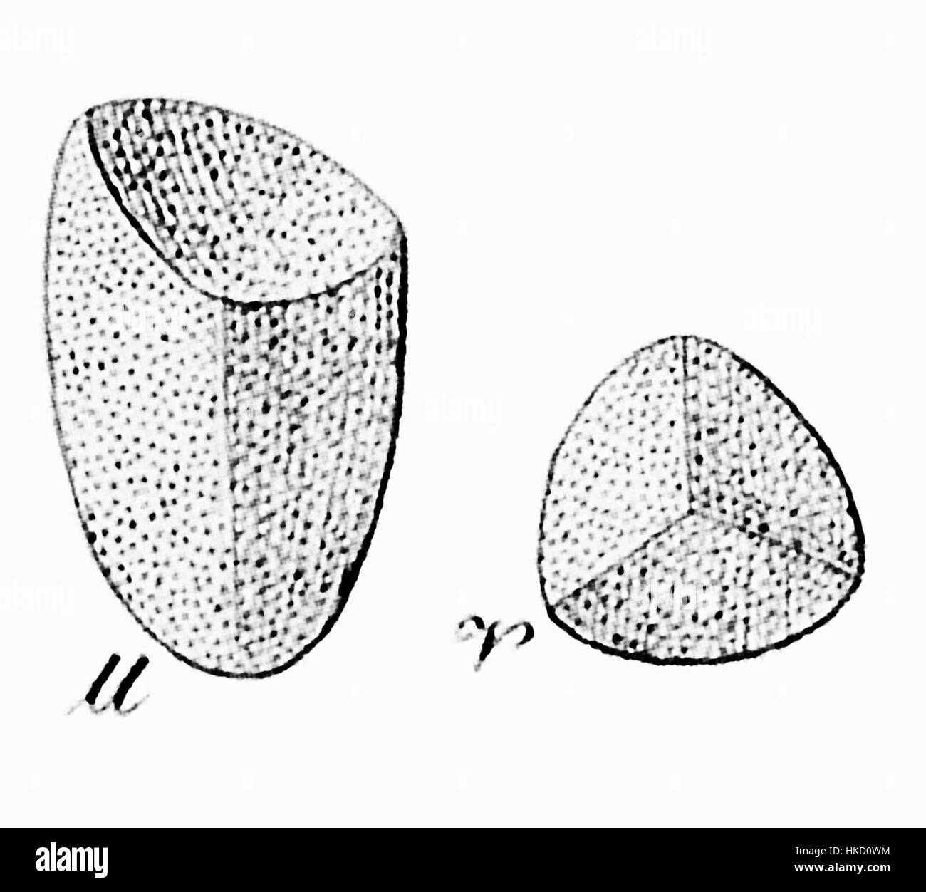 Franciscea confertifolia Seed Banque D'Images