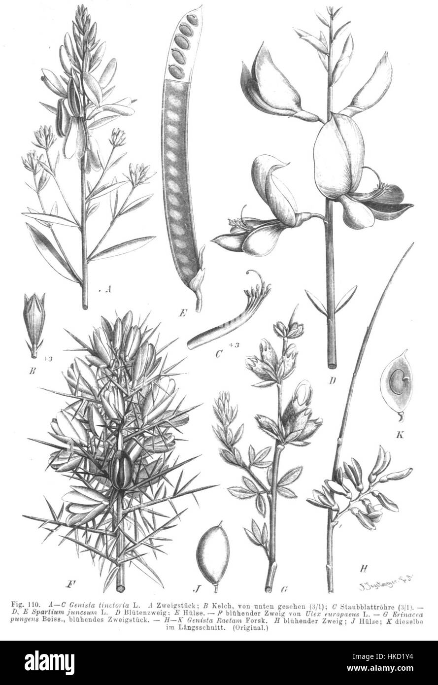 L'illustration 'Genisteae spp Taub110' représente le genre de plantes de la famille des Fabaceae, connue pour ses diverses espèces. Cette œuvre botanique décrit avec précision les caractéristiques des plantes et est une référence pour les études scientifiques de la diversité végétale et de la taxonomie. Banque D'Images