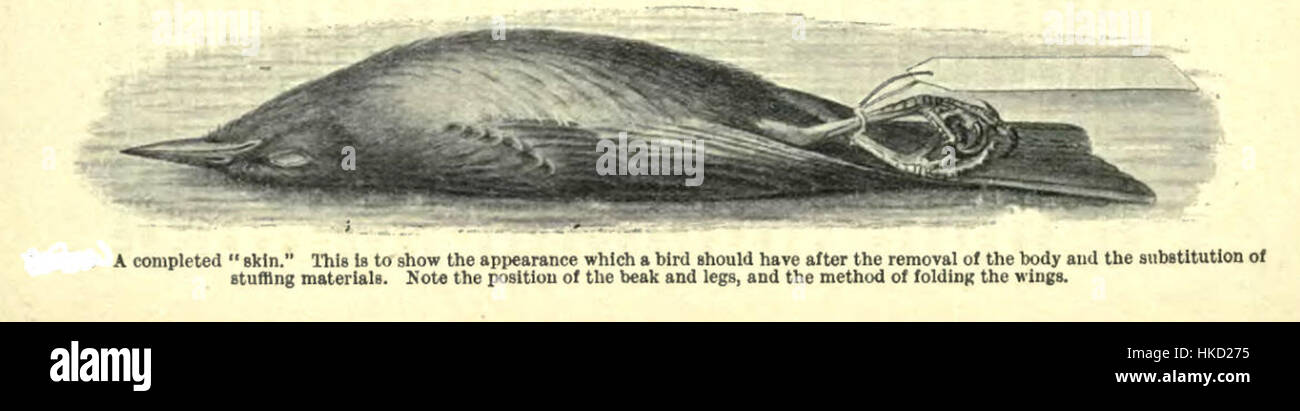 Cette œuvre, intitulée « Fully Skinned Bird », explore les thèmes de la nature et de la vie à travers la représentation détaillée d'un oiseau. La représentation brutale de la pièce invite à la contemplation des processus naturels et à l’intersection de l’art avec les aspects plus viscéraux de la vie. Banque D'Images