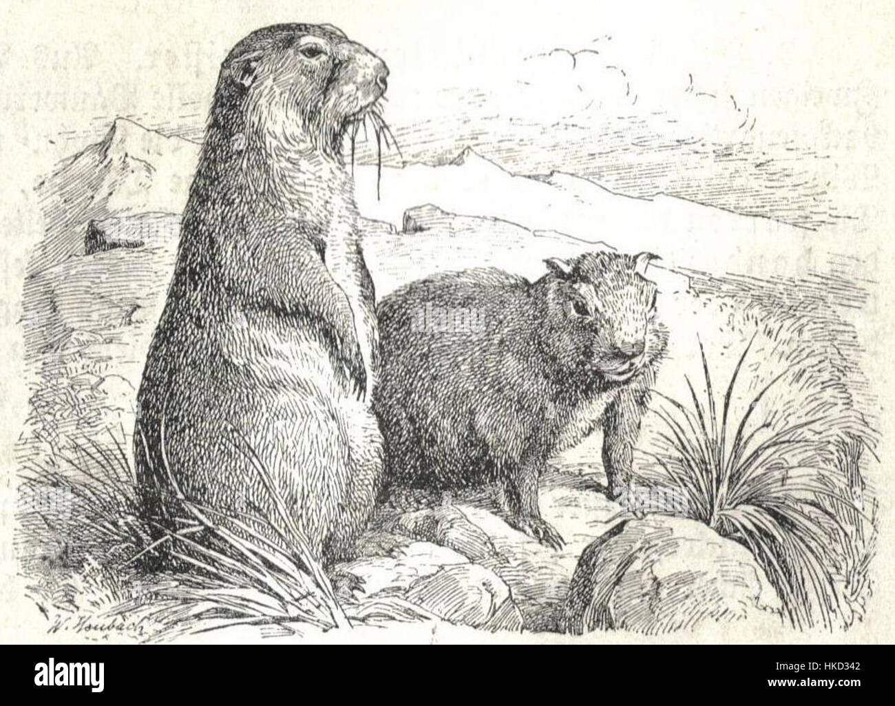 La marmotte Heubach est une figurine en porcelaine produite par la société allemande Heubach, connue pour son artisanat détaillé au début du XXe siècle. La figure de marmotte reflète le dévouement de la société à des représentations animales réalistes. Banque D'Images