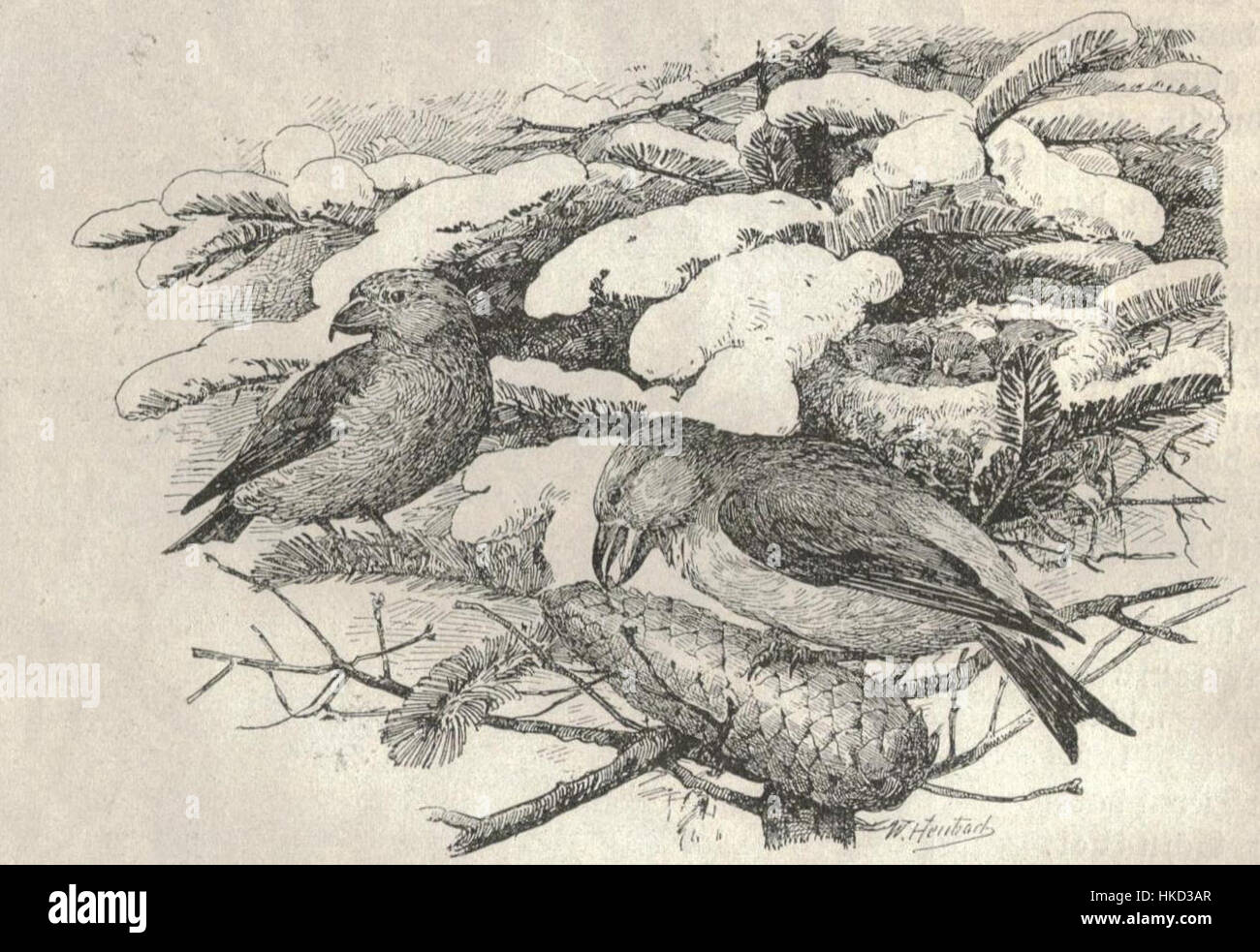 Le bec-croisé commun de Heubach est une peinture qui représente une espèce d'oiseau originaire d'Europe. L'œuvre capture l'oiseau dans son environnement naturel, mettant en valeur les caractéristiques distinctes du bec-croisé et son rôle dans l'écosystème local. Banque D'Images