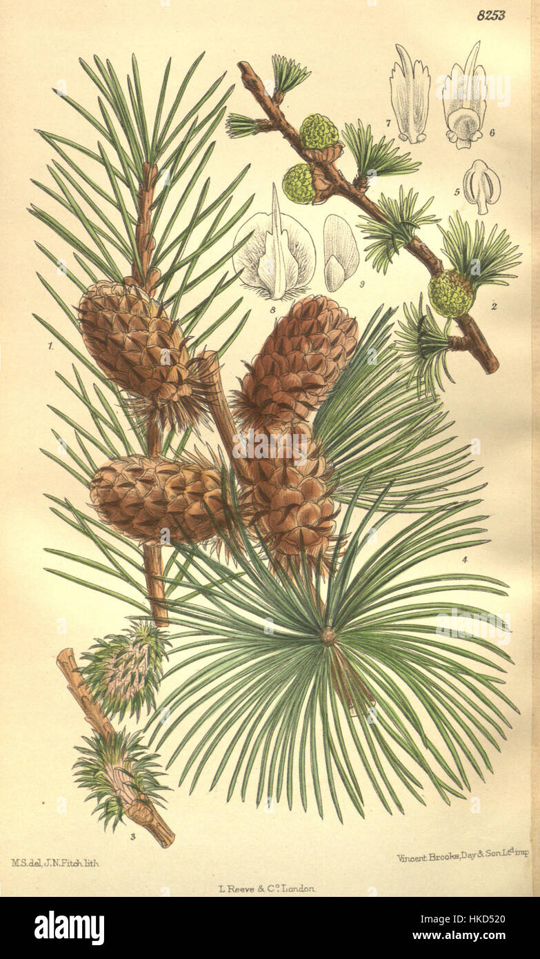 Cette illustration botanique représente Larix occidentalis, également connu sous le nom de mélèze occidental. L'œuvre montre la structure détaillée de l'arbre, contribuant à la compréhension des espèces végétales et aux études botaniques. Banque D'Images
