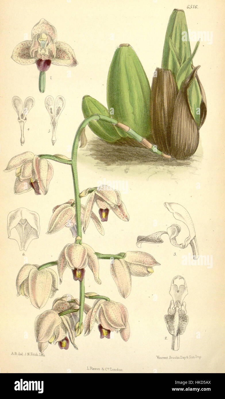 Cette illustration botanique de la série 1880 de Curtis représente l'espèce végétale Lacaena spectabilis, mettant en valeur ses caractéristiques délicates et ses caractéristiques botaniques détaillées. Banque D'Images Cette illustration botanique de la série 1880 de Curtis représente l'espèce végétale Lacaena spectabilis, mettant en valeur ses caractéristiques délicates et ses caractéristiques botaniques détaillées. Banque D'Images
