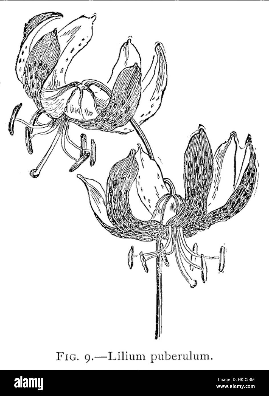 Illustration botanique de *Lilium puberulum*, une espèce de lis. Le dessin détaillé met en valeur la structure unique de la fleur et les pétales délicats, en se concentrant sur sa beauté naturelle. Banque D'Images