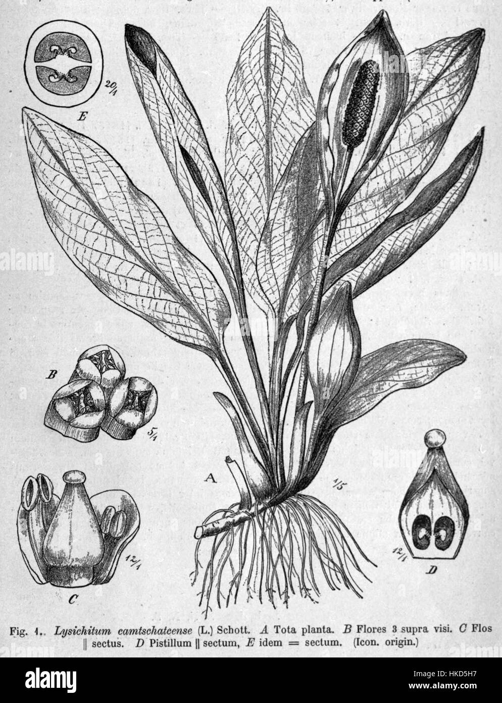 Une illustration de Lysichiton camtschatcensis, également connu sous le nom de chou moussette du Kamchatka, soulignant son aspect unique et son importance environnementale. Originaire de régions de Russie et d'Amérique du Nord, cette plante prospère dans les zones humides. Banque D'Images