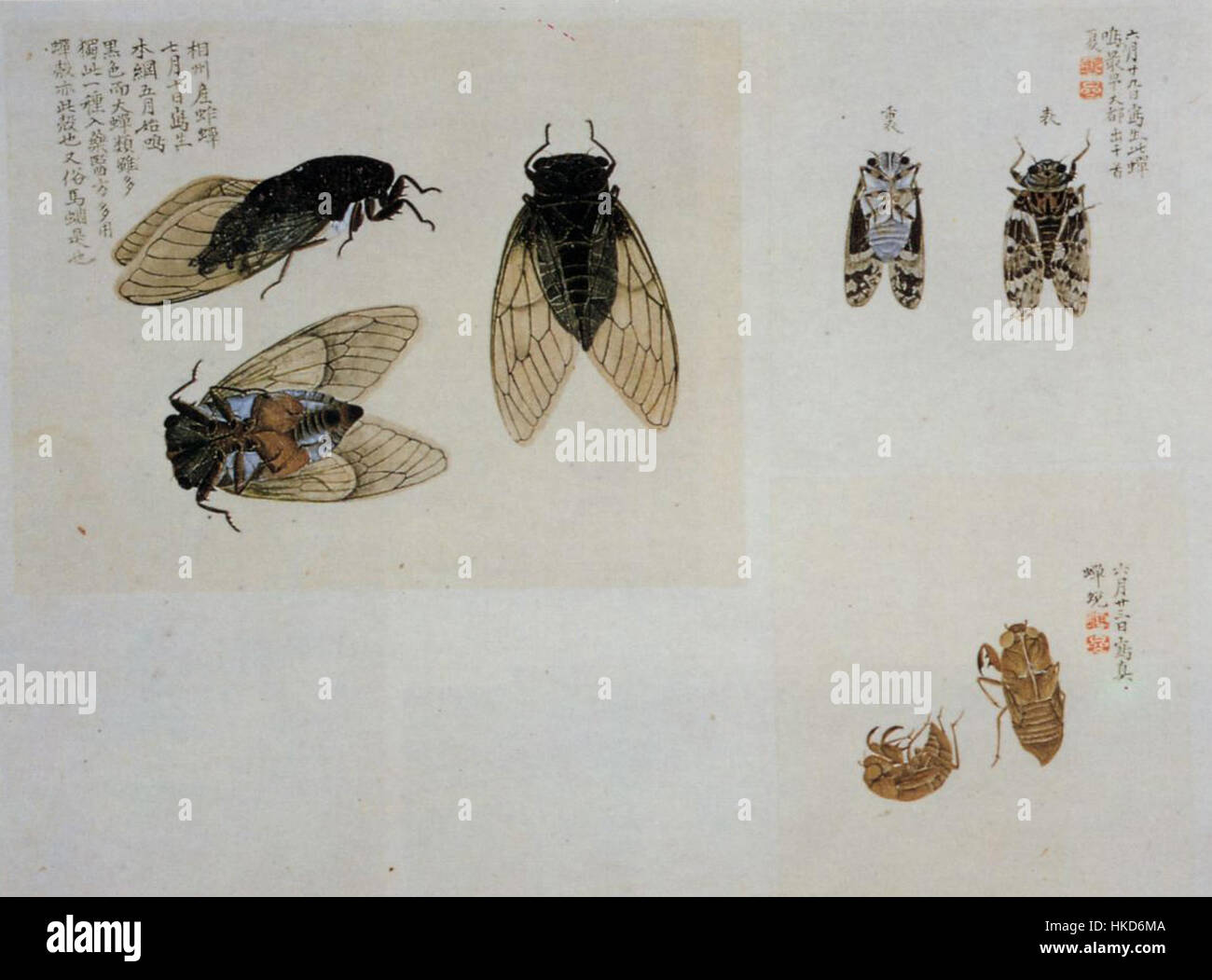 « The Insect Quire » de Masuyama Sessai (version estivale) dépeint une scène complexe d’insectes dans leur environnement naturel. Cette œuvre est un exemple de naturaliste japonais de l'époque Edo Banque D'Images