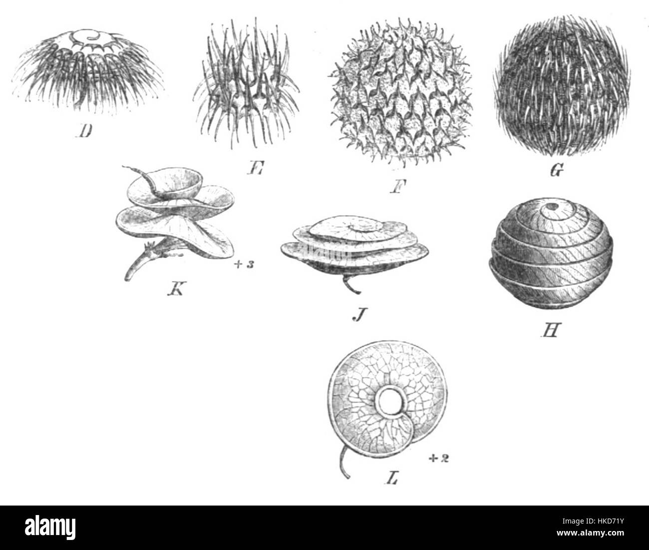L'œuvre d'art 'Medicago pods Taub112' capture la structure complexe des pods Medicago, mettant en valeur les caractéristiques botaniques détaillées de la plante. Cette pièce met en valeur l’appréciation scientifique et artistique de la vie végétale. Banque D'Images