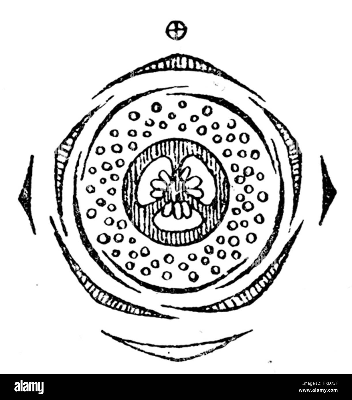 Dessin botanique illustrant la structure florale de Myrtus communis, communis connu sous le nom de myrte. Le diagramme met en évidence les caractéristiques florales clés telles que la disposition des pétales, des étamines et des pistils, offrant une vue éducative du système reproducteur de la plante. Le myrte a été utilisé dans diverses cultures à des fins médicinales et ornementales. Banque D'Images