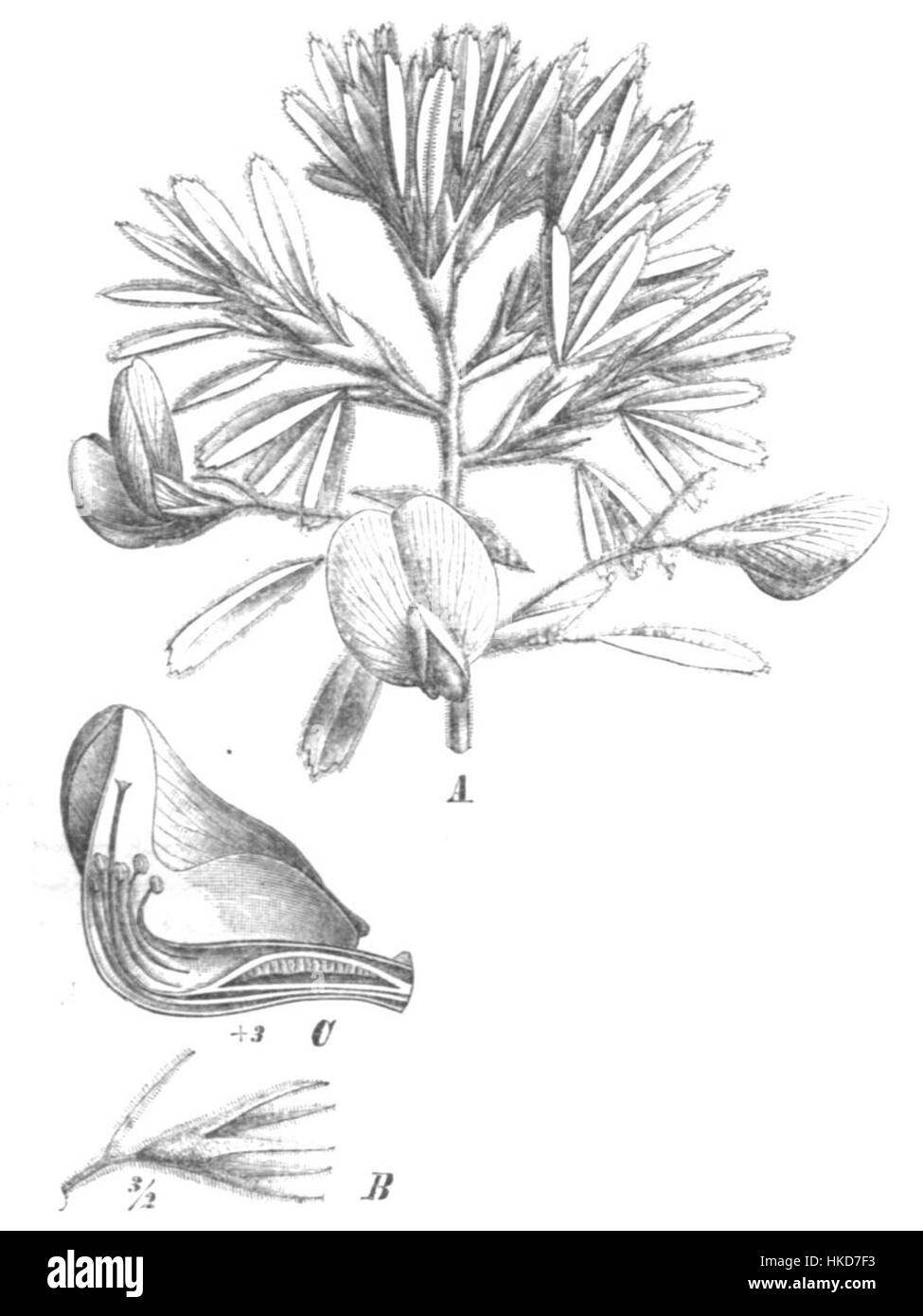 Cette œuvre d'art intitulée 'Ononis natrix Taub111a' représente l'illustration botanique de l'espèce Ononis natrix. La pièce sert de dossier visuel détaillé, mettant en valeur les caractéristiques et les caractéristiques botaniques de la plante. Banque D'Images