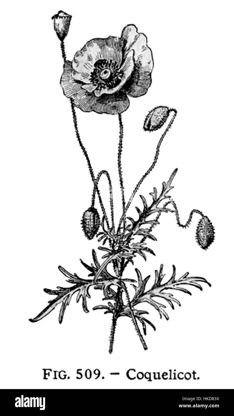 Une illustration de Papaver coquelicot (coquelicot), une espèce de fleurs sauvages connue pour ses pétales rouges vibrants, présentée dans une publication botanique Larousse. Banque D'Images