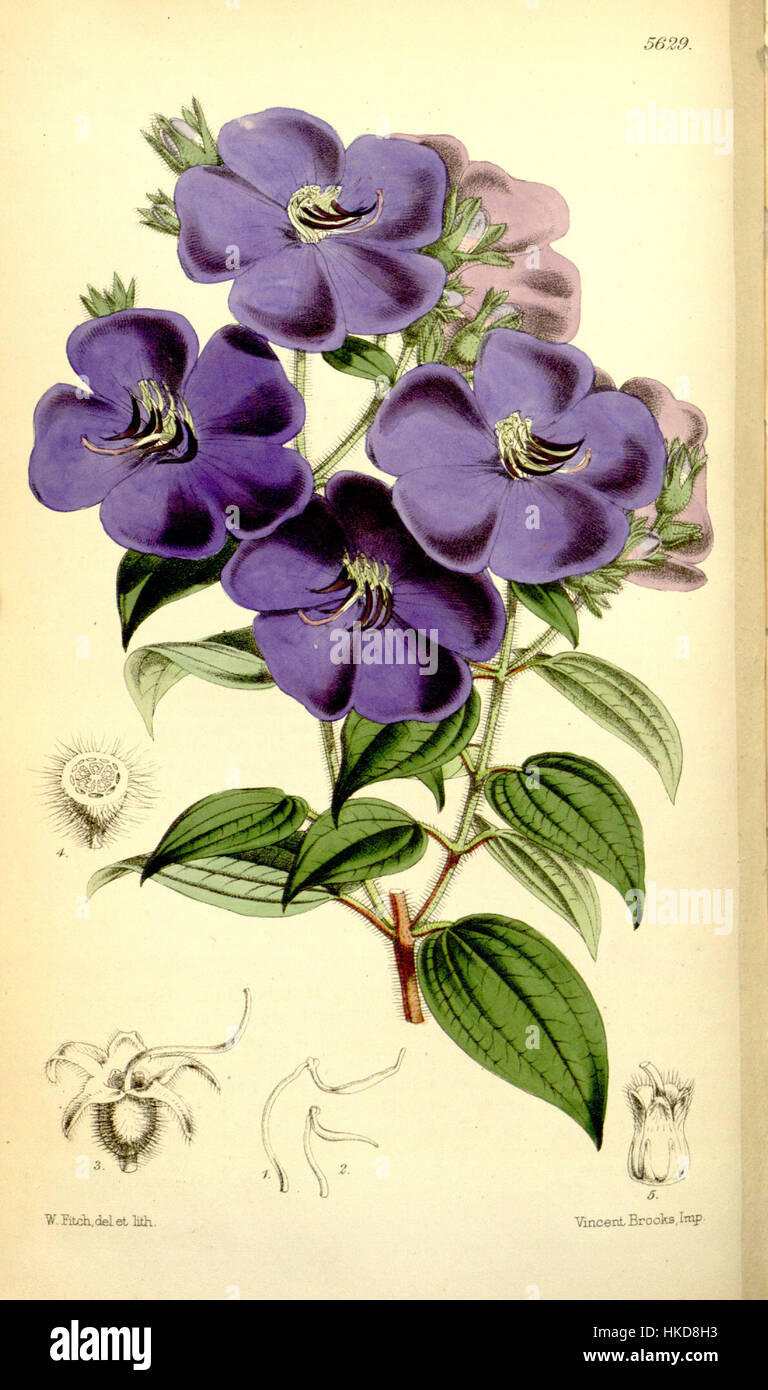 *Pleroma sarmentosa*, représenté ici dans l’art botanique, est une plante tropicale connue pour ses fleurs vibrantes. L'illustration met en évidence les caractéristiques uniques de la plante, ce qui en fait une référence précieuse pour les botanistes et les collectionneurs. Banque D'Images