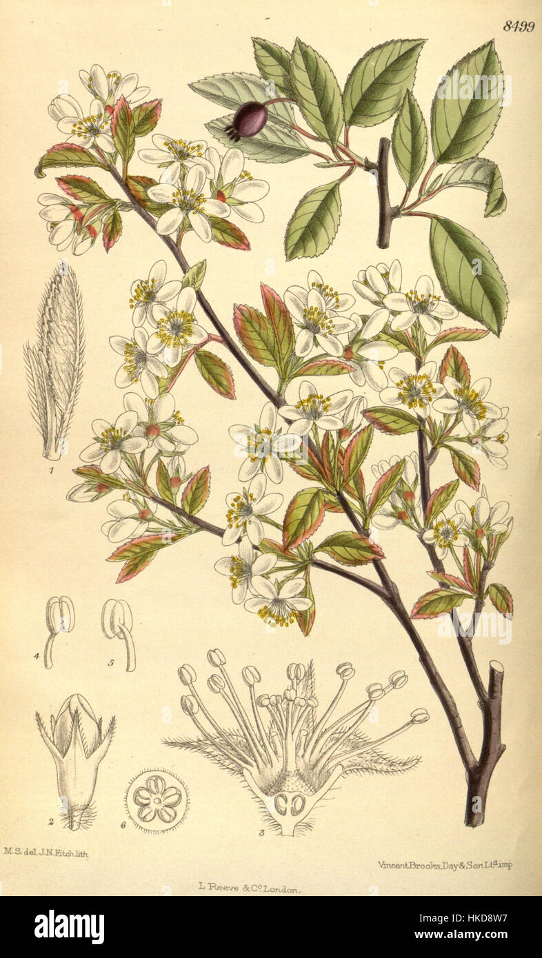 Cette illustration scientifique représente *Amelanchier oligocarpa*, une espèce de plante à fleurs de la famille des roses. L’image met en évidence les caractéristiques distinctives de la plante, contribuant ainsi aux études botaniques et à l’identification des plantes. Banque D'Images