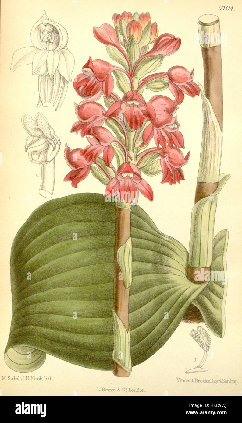 L'illustration du magazine Botanical de Curtis (1890) représente *Satyrium membranaceum*, une espèce rare d'orchidée. Cette œuvre botanique détaillée fournit une référence historique à l'étude de la vie végétale et à l'appréciation de l'illustration botanique au XIXe siècle. Banque D'Images