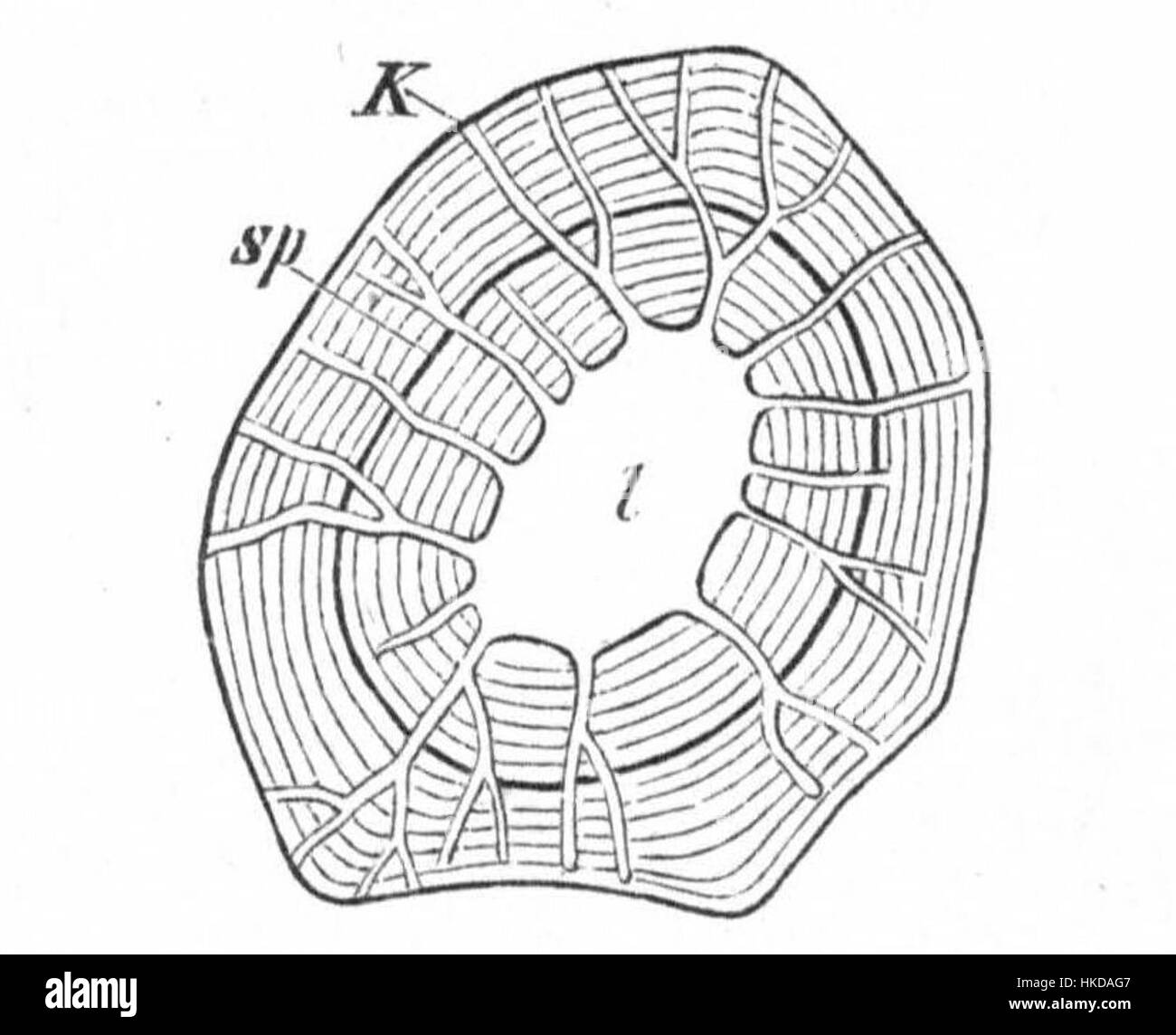 Cette illustration montre une cellule de sklerenchyme du tubercule de la plante Dahlia variabilis. L'image détaillée met en évidence la structure cellulaire, montrant son rôle dans le soutien aux tissus de la plante. Banque D'Images