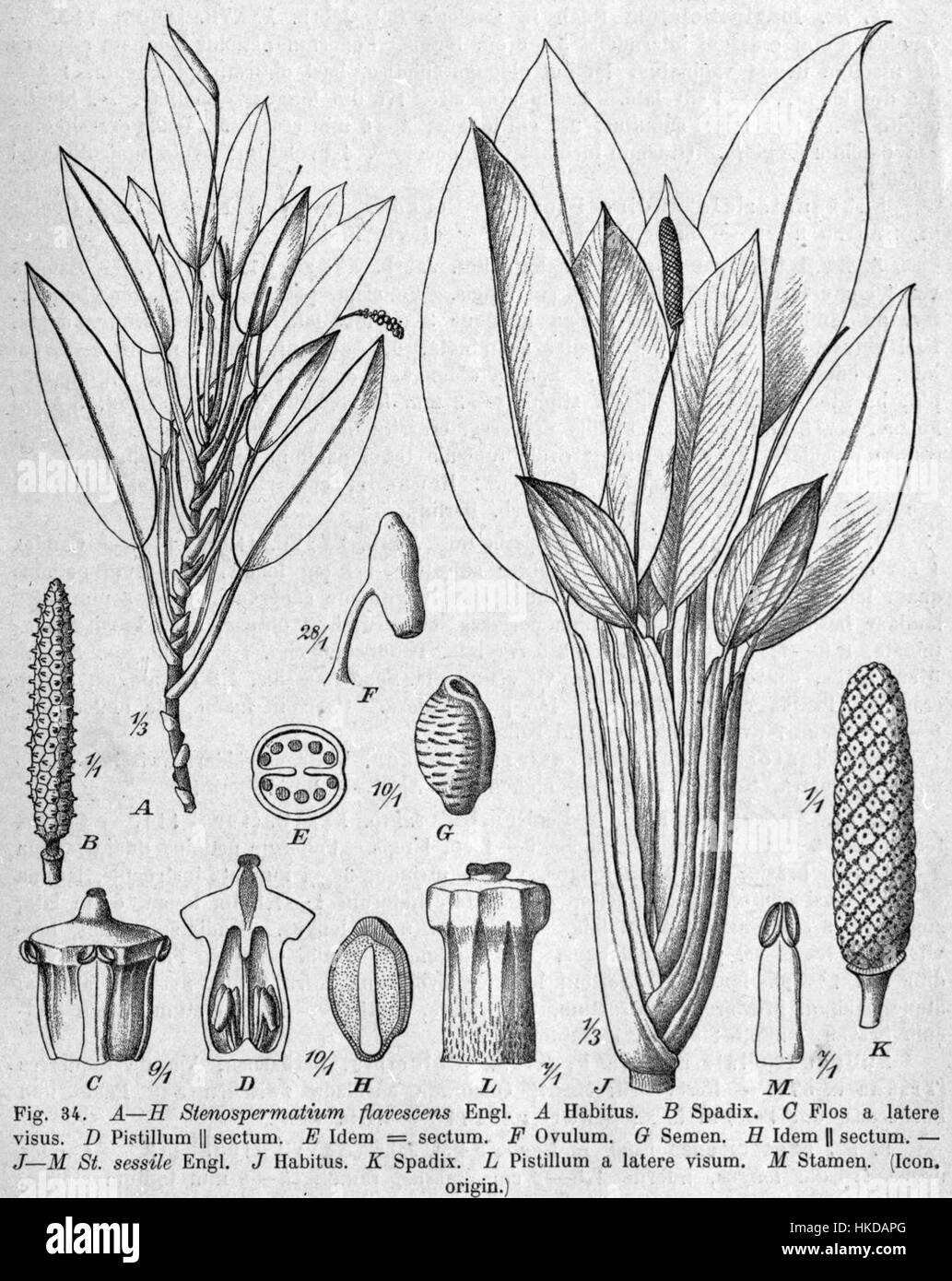'Stenospermation flavescens DPR' est une illustration botanique représentant une espèce végétale aux caractéristiques distinctives. L'œuvre d'art met en valeur les caractéristiques détaillées de la plante, y compris ses feuilles et ses fleurs, capturant sa forme naturelle avec précision. Banque D'Images