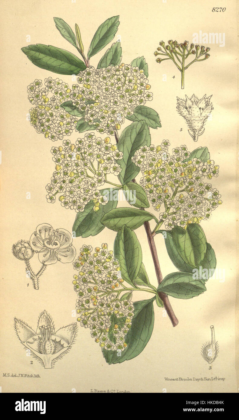 Cette illustration botanique montre Spiraea henryi, une espèce de plante à fleurs originaire de Chine. L'œuvre met en valeur les fleurs délicates et les détails complexes de la plante, caractéristiques de l'art botanique du XIXe siècle, qui visait à documenter et à préserver la beauté des espèces végétales. Banque D'Images Cette illustration botanique montre Spiraea henryi, une espèce de plante à fleurs originaire de Chine. L'œuvre met en valeur les fleurs délicates et les détails complexes de la plante, caractéristiques de l'art botanique du XIXe siècle, qui visait à documenter et à préserver la beauté des espèces végétales. Banque D'Images
