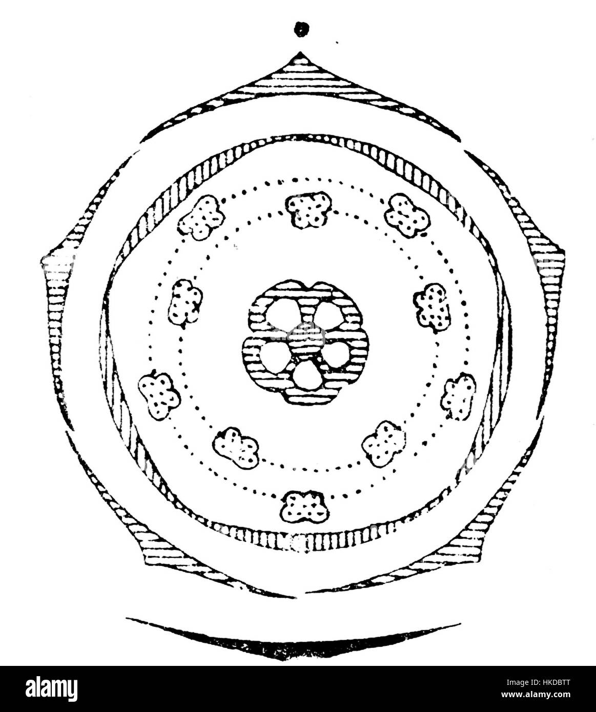 Le diagramme de la fleur de Vaccinium illustre la structure détaillée et les composants de cette plante à fleurs, connue pour ses fruits tels que les bleuets et les canneberges. L’œuvre sert de représentation scientifique de l’anatomie de la fleur. Banque D'Images