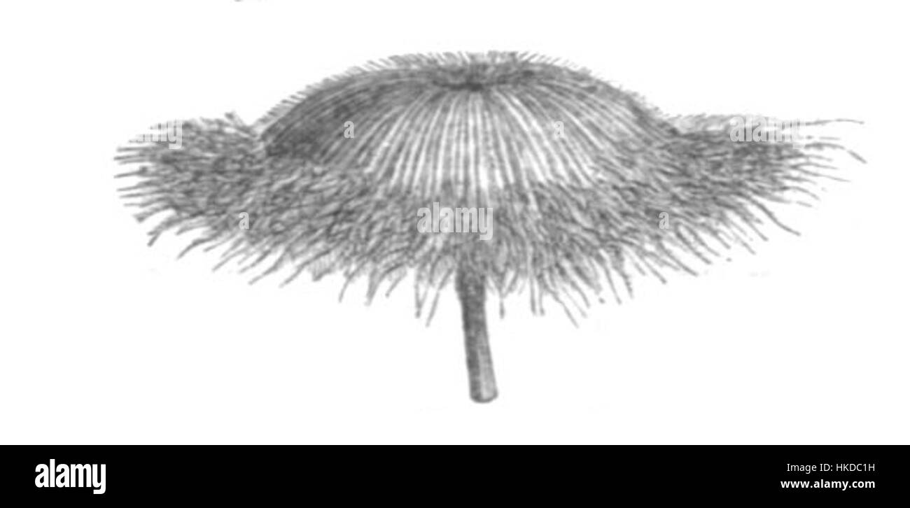 'Trifolium globosum' est une espèce de trèfle représentée dans cette peinture botanique. L'œuvre d'art met en valeur l'apparence distincte de la plante et sert de représentation éducative des espèces végétales. Banque D'Images