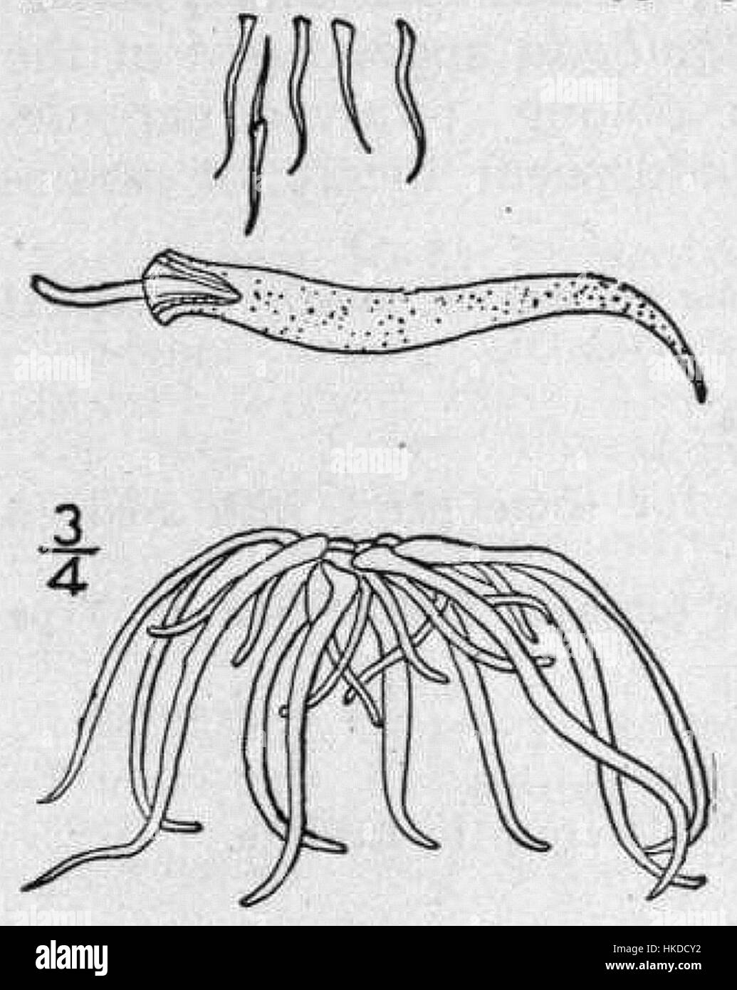 Wolffiella gladiata, une espèce de plante de la famille des Rhamnaceae, est représentée dans cette illustration botanique. La plante est connue pour ses feuilles épineuses distinctives et ses modes de croissance, ce qui en fait un sujet d'intérêt pour les études botaniques et écologiques. Banque D'Images