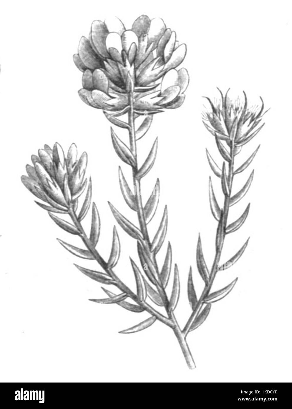 Amphithalea ericifolia est une espèce végétale, connue pour ses modes de croissance uniques et ses fleurs vibrantes. Il fait partie de la collection botanique et de la recherche axée sur les espèces végétales, souvent étudiées pour ses qualités horticoles et son rôle dans les écosystèmes naturels. Banque D'Images