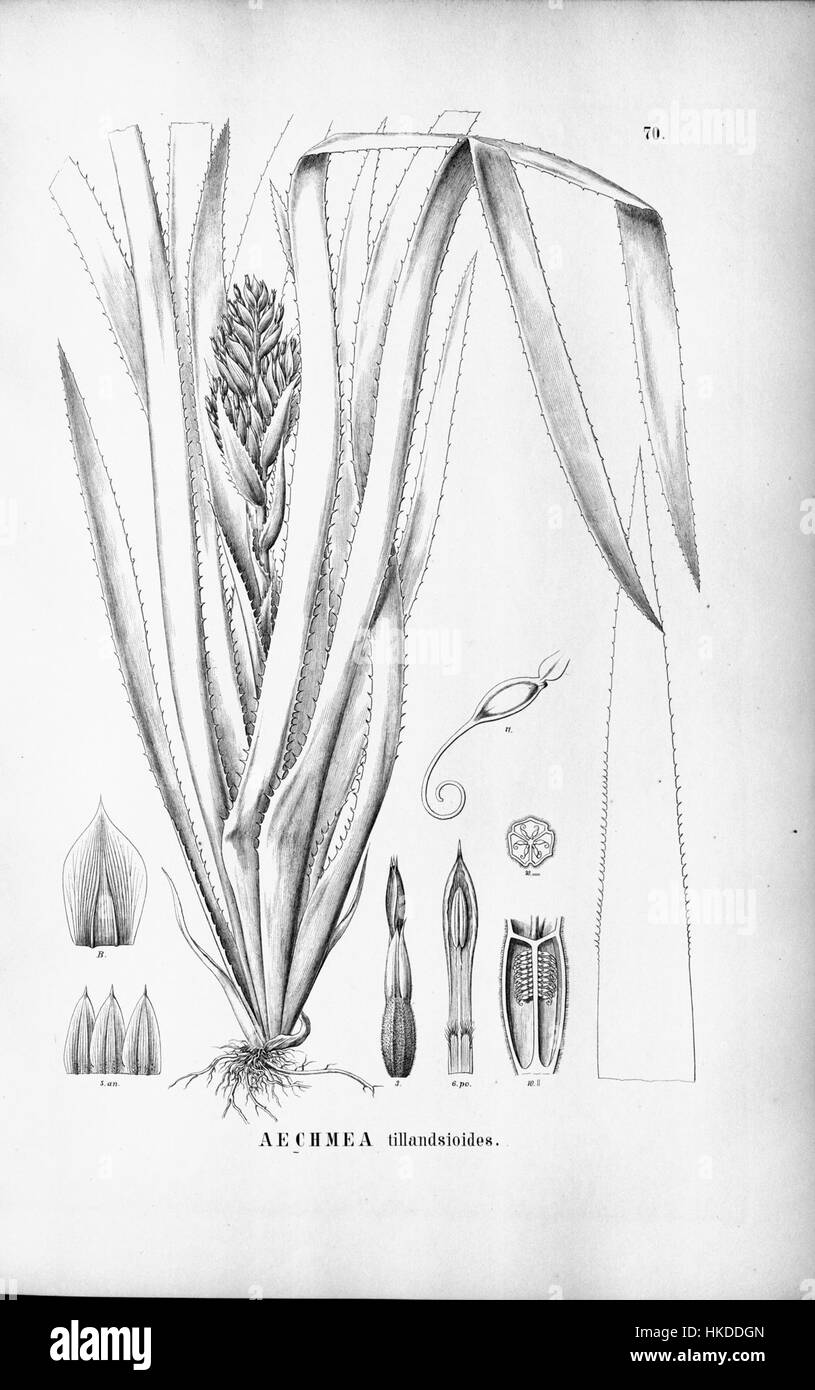 Cette illustration représente *Aechmea tillandsioides*, une espèce de plante à fleurs de la famille des Bromeliaceae, connue pour son inflorescence vibrante et colorée. L’œuvre a été créée en 1970 et met en valeur les caractéristiques botaniques uniques de la plante. Banque D'Images