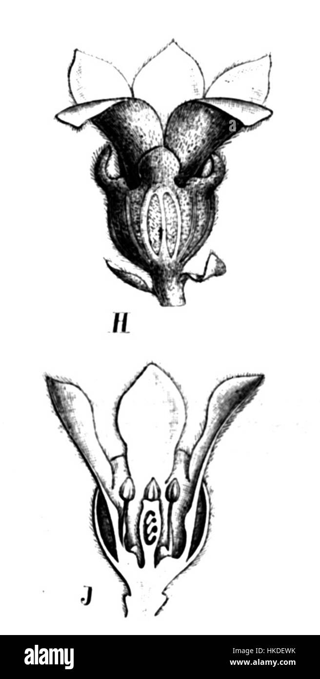 Cette illustration botanique présente Bauhinia rutilans, une plante à fleurs originaire des régions tropicales. L'image met en valeur sa structure florale et foliaire distincte. Banque D'Images