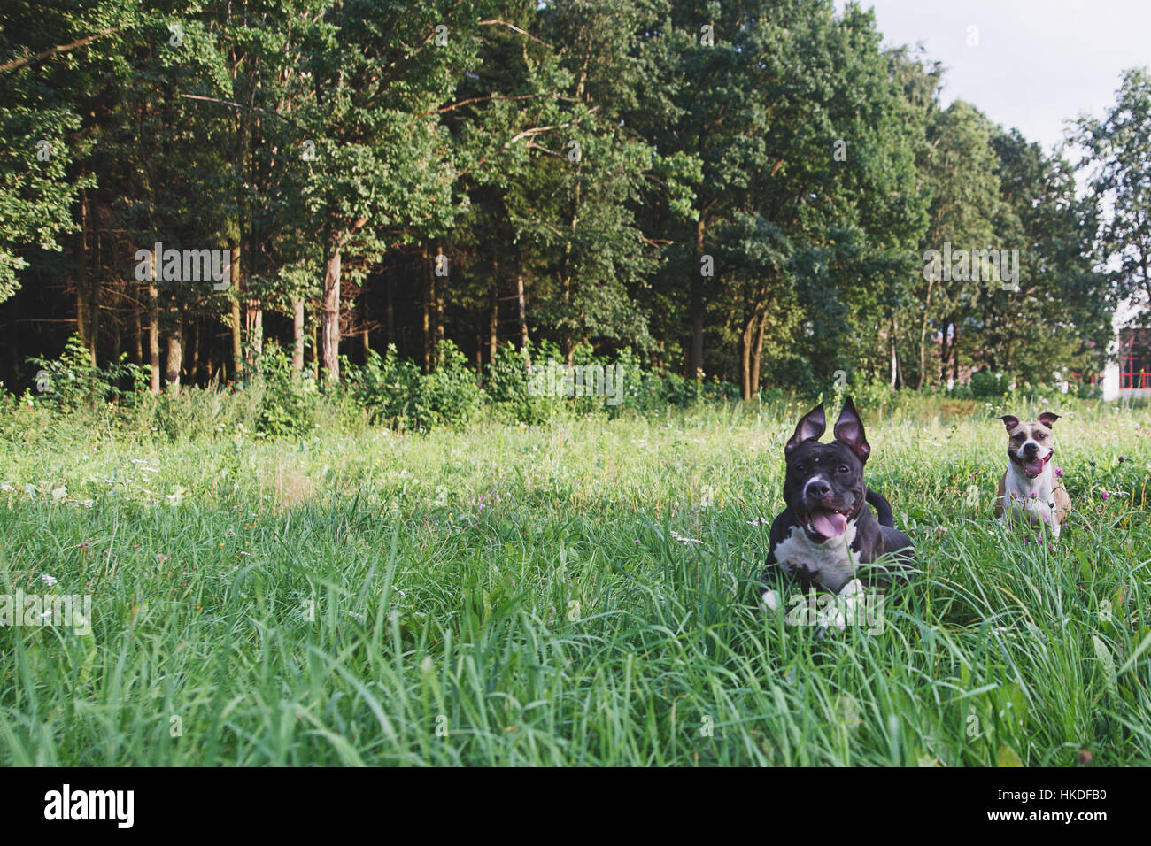 Chiens qui courent sur green field in park Banque D'Images