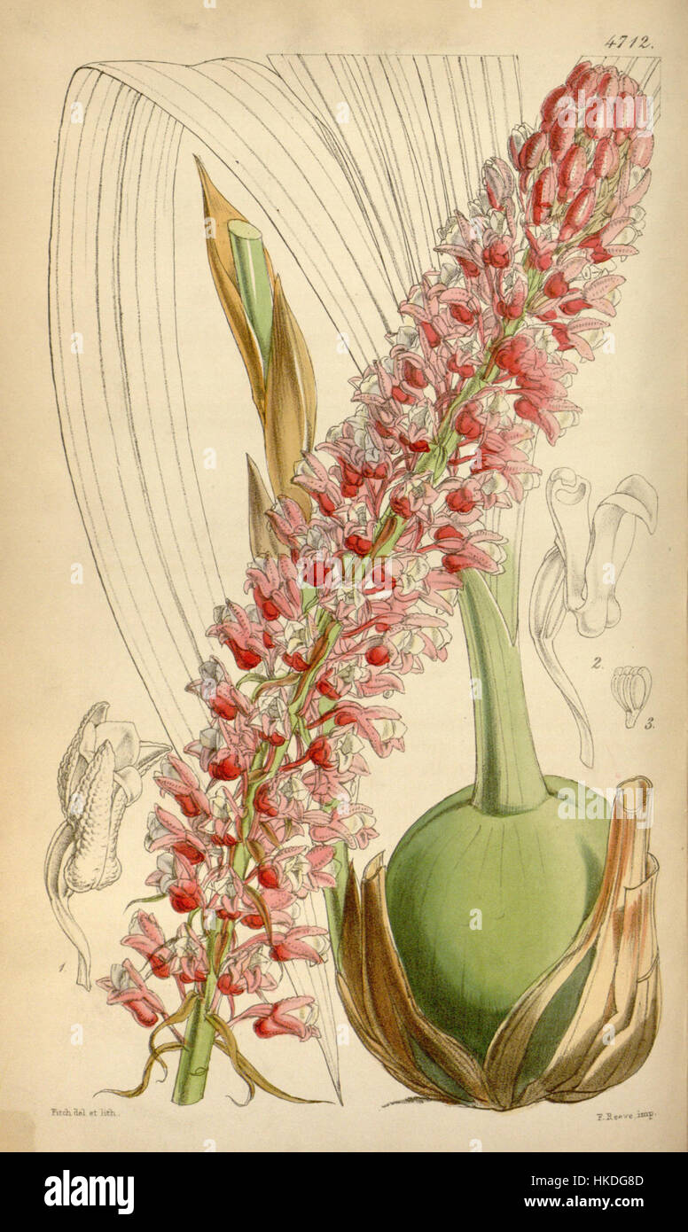 'Coelia macrostachya' est une espèce d'orchidée représentée dans les planches botaniques de Curtis de 1853. L'illustration montre sa structure florale distinctive, typique de la famille des orchidées, et est un exemple notable de botanique du XIXe siècle L'œuvre met l'accent sur l'anatomie détaillée de la fleur, ce qui en fait une référence précieuse pour l'identification et l'étude des plantes dans le contexte de l'exploration botanique de l'époque. Banque D'Images