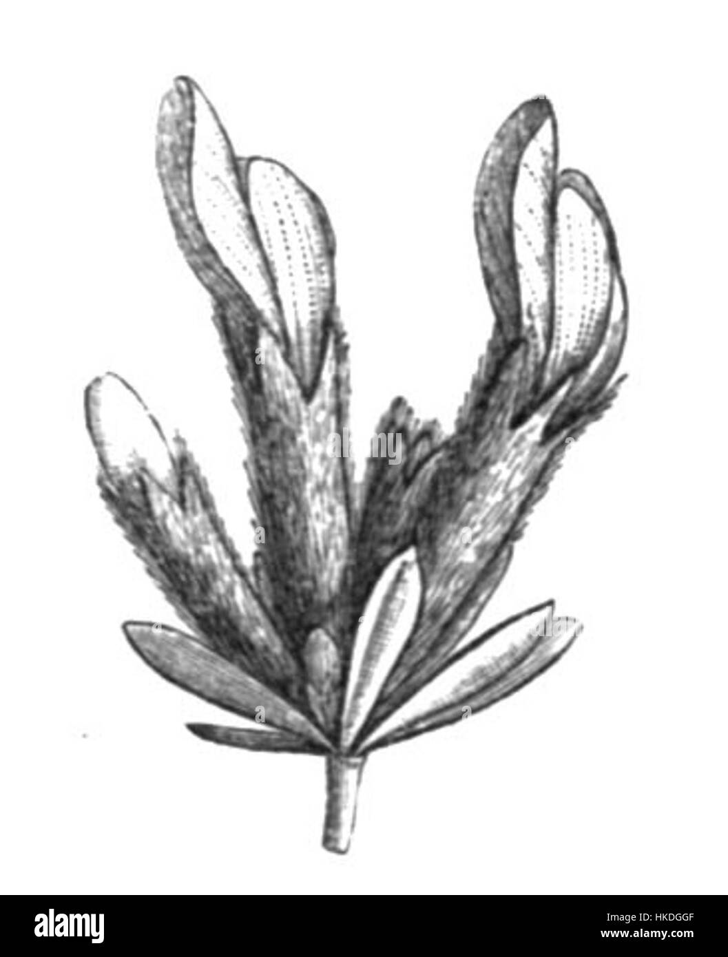 Cytisopsis infl Taub114e sp Banque D'Images