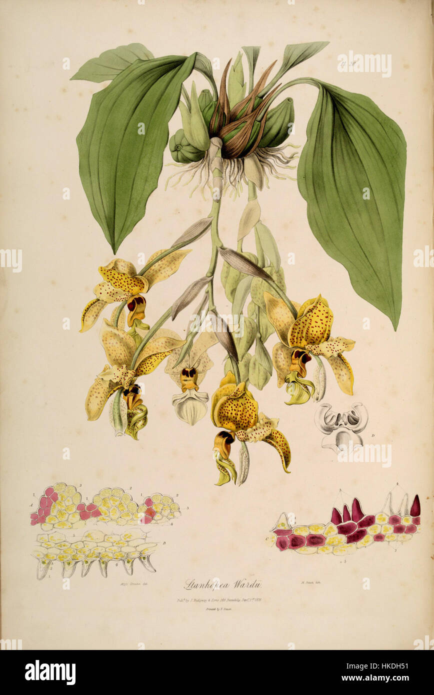 L'œuvre intitulée 'Stanhopea wardii Sertum Lindley pl. 20' est une illustration botanique de 1838 représentant l'orchidée Stanhopea wardii. Le dessin détaillé met en valeur la structure délicate et la beauté de la fleur, caractéristique des illustrations botaniques de l'époque. Banque D'Images