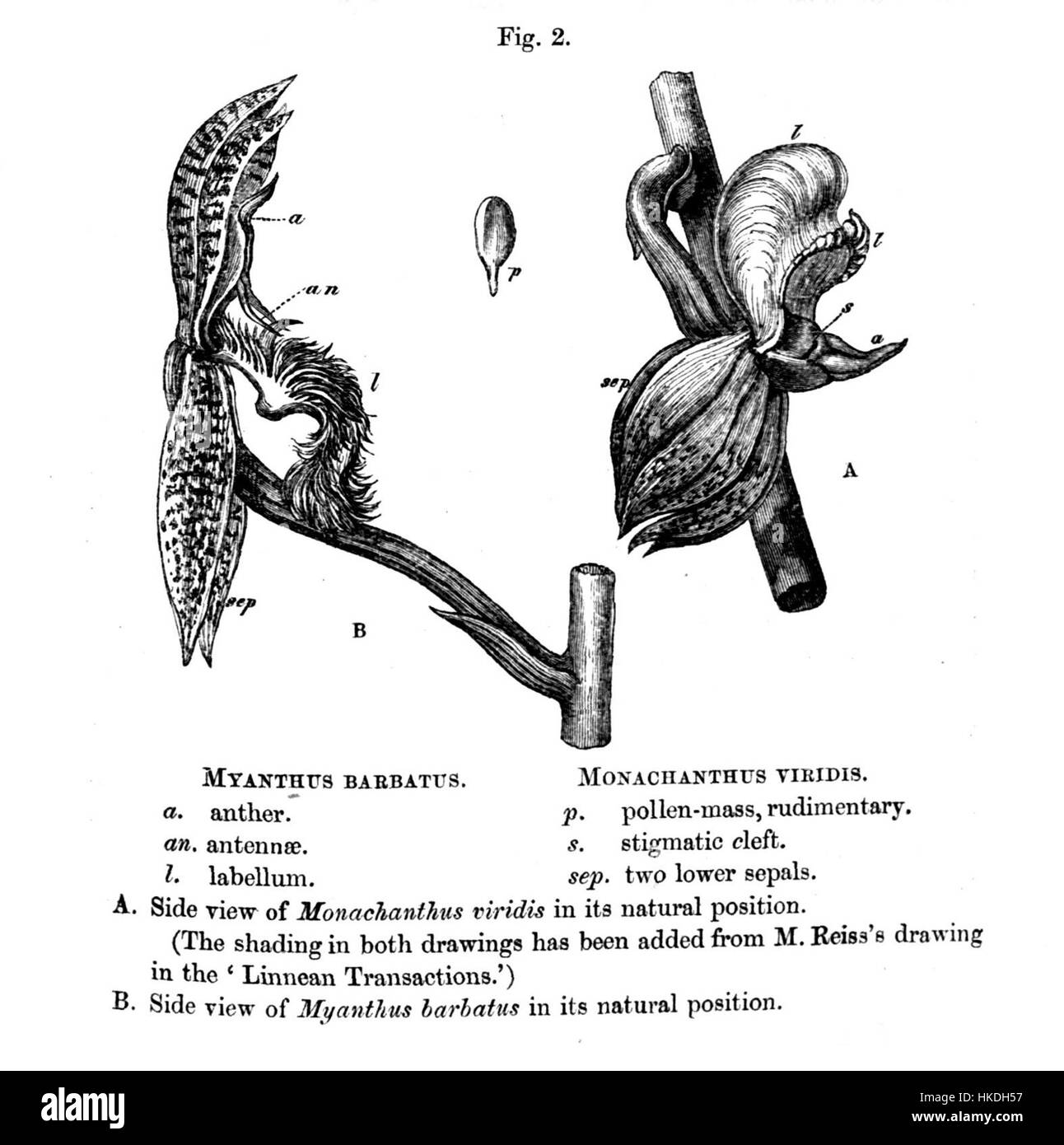 Illustration des notes de Charles Darwin sur *Catasetum barbatum*, une espèce d’orchidée. La page des œuvres de Darwin comprend des dessins botaniques et des observations liées aux caractéristiques de l'orchidée. Banque D'Images
