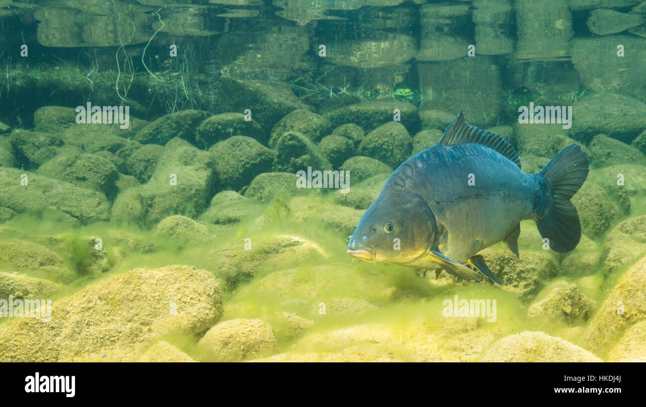 European carpe (Cyprinus carpio) dans l'habitat naturel, lac de montagne, Styrie, Autriche Banque D'Images