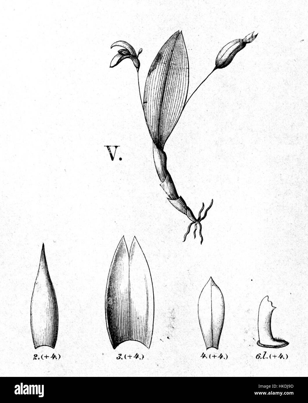Cette image montre la fleur Pleurothallopsis nemorosa, précédemment classée Pleurothallis sylvatica. Le spécimen botanique provient d'une collection réalisée en 1994, mettant en valeur les caractéristiques délicates de cette espèce d'orchidée. Banque D'Images