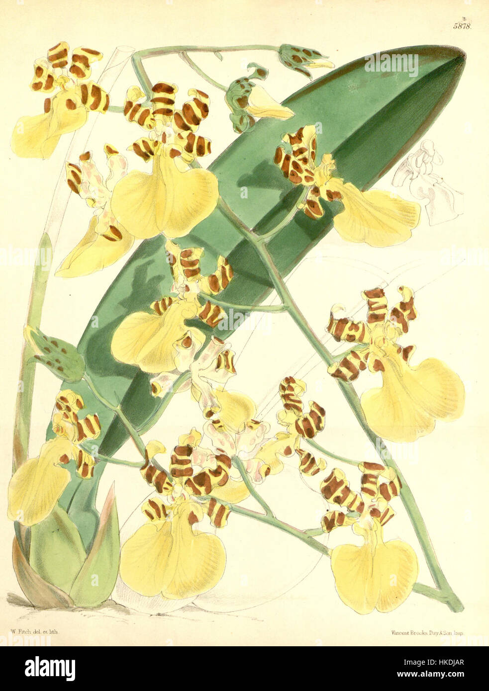 Cette illustration botanique de 1871 par Curtis représente Oncidium splendidum, anciennement connu sous le nom d'Oncidium tigrinum. C'est une représentation précise et détaillée de l'espèce d'orchidée, soulignant ses caractéristiques distinctives et sa beauté naturelle. Banque D'Images