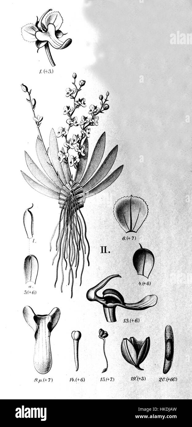 'Ornithocephalus gladiatus' est une espèce d'orchidée représentée dans l'ouvrage botanique 'Flora brasiliensis'. Cette illustration du volume 3, planche 6, 45, met en valeur les détails complexes de la fleur, originaire du Brésil, mettant en évidence ses particularités uniques en botanique Banque D'Images