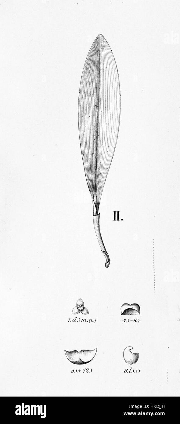 Cette illustration du Stelis argentata, précédemment identifié comme Stelis yauaperyensis, fournit une vue détaillée de l'espèce. L'image met en évidence les caractéristiques uniques de cette espèce d'insecte particulière. Banque D'Images