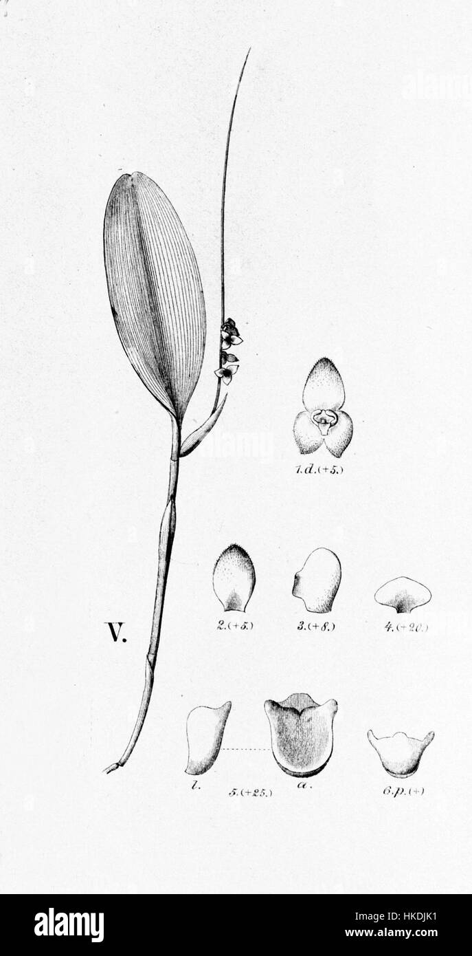 *Stelis papaquerensis*, anciennement classée *Stelis penduliflora*, est une espèce d'orchidée capturée dans des illustrations botaniques. Cette découpe particulière fait partie d'une référence de flore historique, représentant ses caractéristiques uniques. Banque D'Images