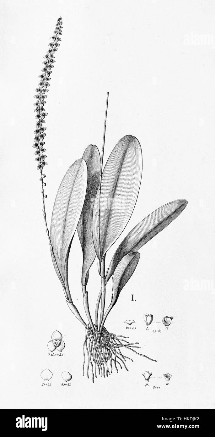 Illustration tirée de *Flora brasiliensis*, représentant Stelis papaquerensis, une espèce d'orchidée. L'œuvre d'art met en valeur la structure détaillée de la plante, capturée dans un style d'illustration botanique classique. Banque D'Images