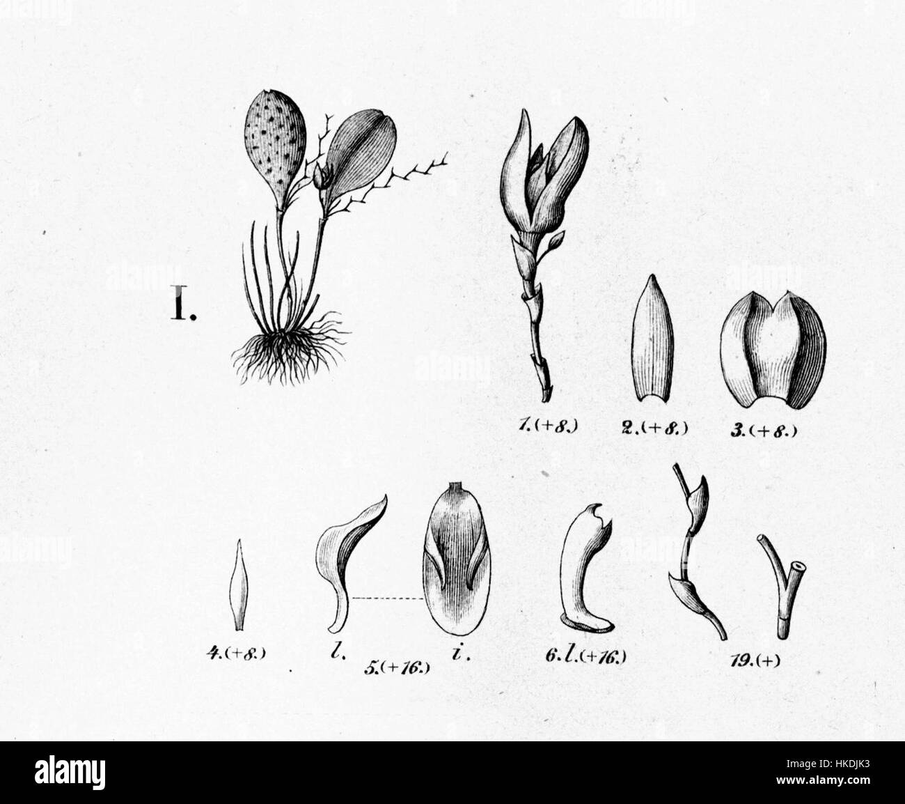 Cette illustration botanique représente *Acianthera serpentula* (anciennement *Pleurothallis punctata*), une espèce d'orchidée. Le dessin détaillé met en évidence sa structure florale unique et son apparence. Banque D'Images