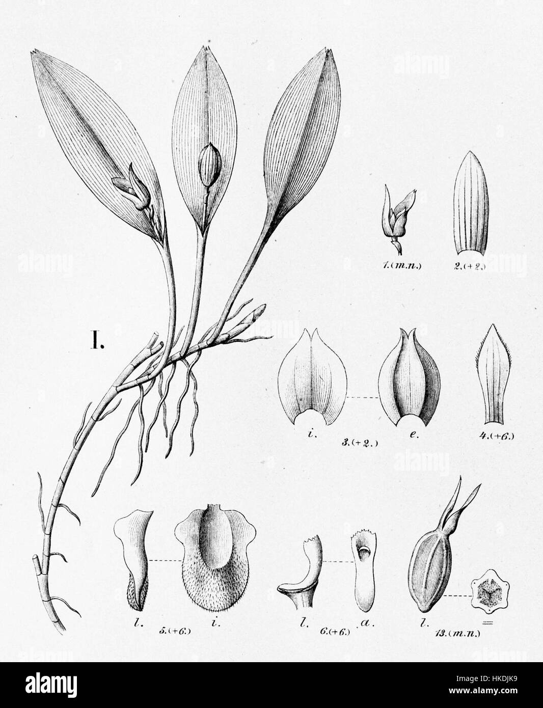 Une illustration de l'Acianthera saundersiana, également connu sous le nom de Pleurothallis felislingua, montrant ses caractéristiques florales distinctes. Cette espèce fait partie de la famille des orchidées, originaire d'Amérique centrale et d'Amérique du Sud. Banque D'Images