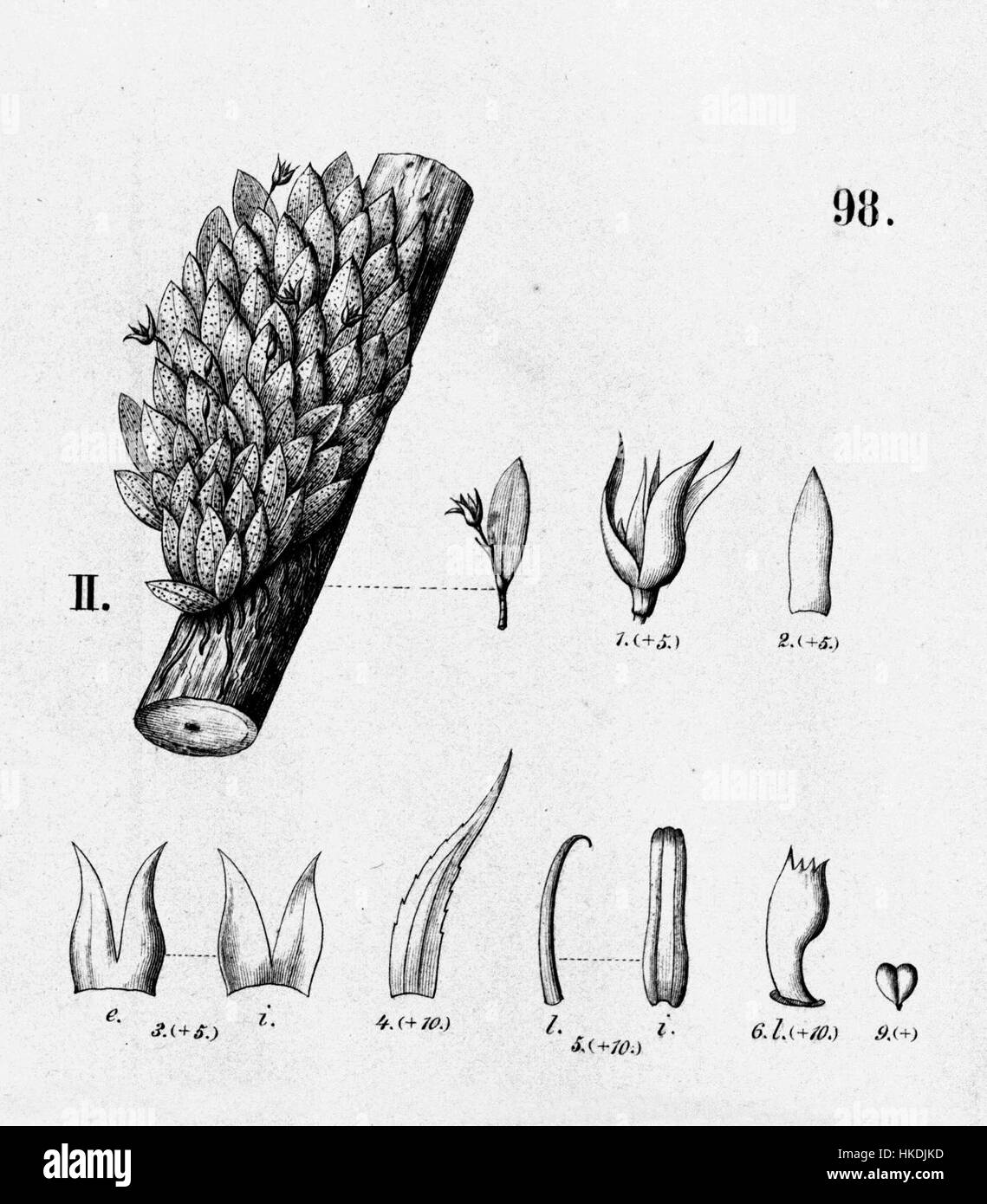 Cette illustration botanique de *Anathallis imbricata* (anciennement *Pleurothallis imbricata*) fait partie d'un travail plus vaste sur les orchidées. L'image détaille les caractéristiques uniques de la plante, essentielles pour comprendre sa classification et ses caractéristiques. Banque D'Images