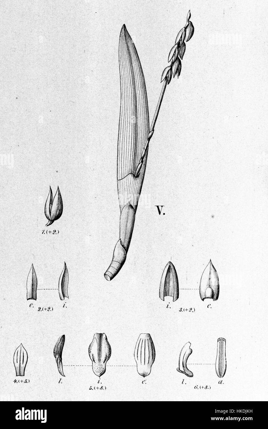 Cette illustration botanique montre Acianthera johannensis (anciennement connu sous le nom de Pleurothallis johannensis), une espèce d'orchidée originaire d'Amérique du Sud. Le dessin détaillé, tiré de 'Flora brasiliensis', met en évidence les caractéristiques florales distinctes de la plante, fournissant une représentation scientifique de cette espèce rare et unique dans le contexte de la flore brésilienne. Banque D'Images