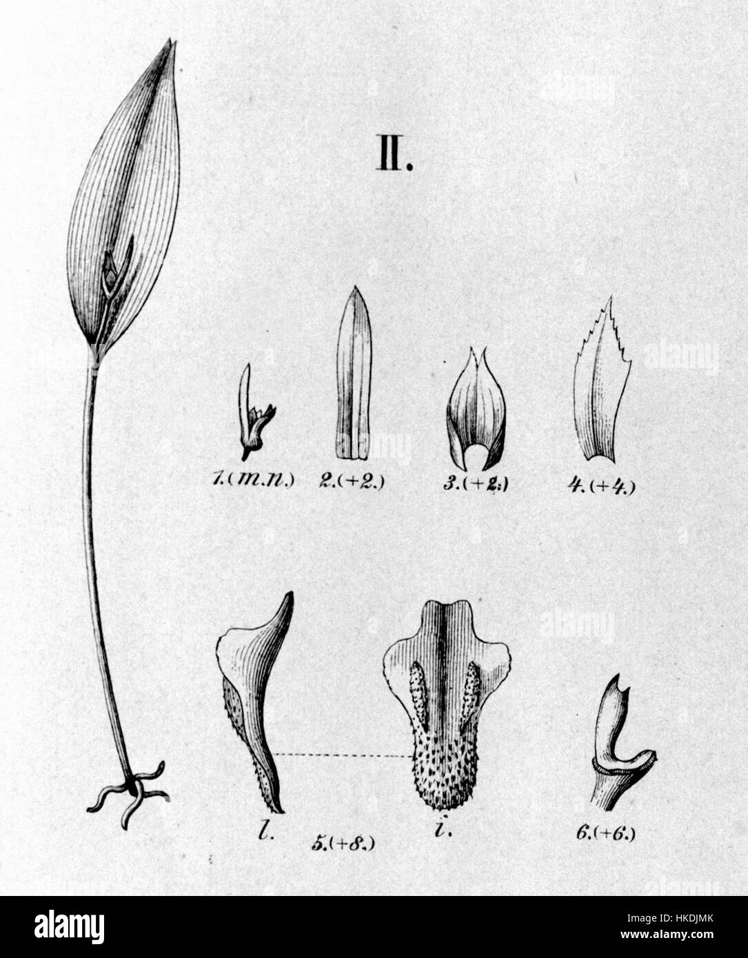 Cette illustration botanique montre Acianthera miqueliana (anciennement Pleurothallis longisepala), une espèce d'orchidée. L’illustration, extraite d’un livre de flore, est une représentation détaillée de la morphologie et des caractéristiques de la plante, essentielle pour les études botaniques. Banque D'Images