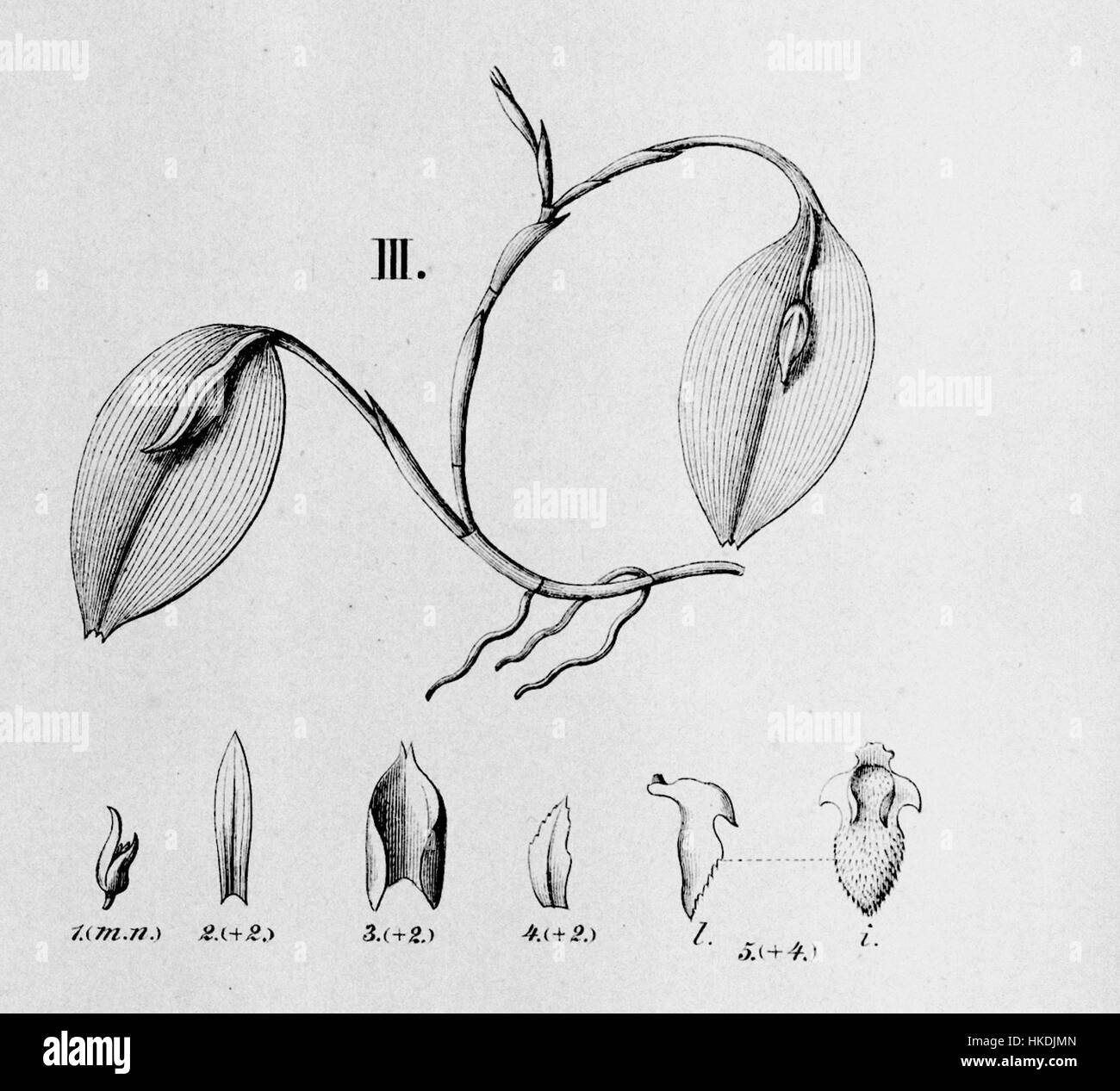 Illustration botanique de *Acianthera yauaperyensis* (synonyme : *Pleurothallis yauaperyensis*), montrant sa morphologie détaillée. Cette plante fait partie de la famille des Orchidaceae et est représentée dans un style précis et scientifique typique des œuvres botaniques du XIXe siècle. Banque D'Images